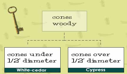 Image Map of Dichotomous Key