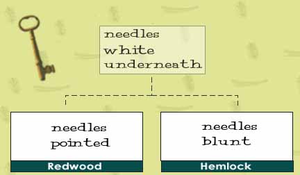 Image Map of Dichotomous Key