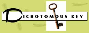 Dichotomous